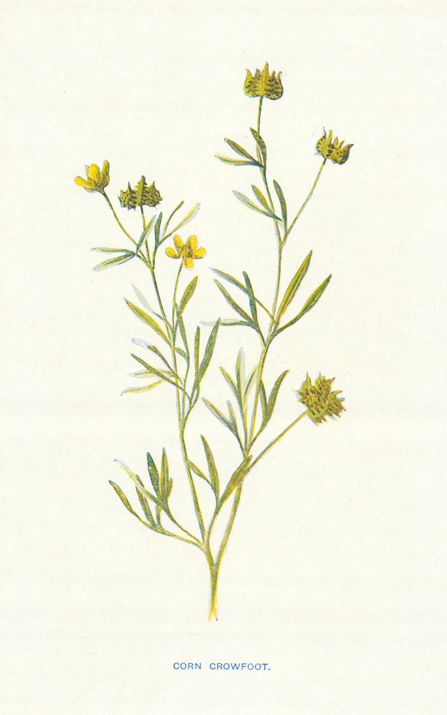 Corn Crowfoot. Wild Flowers by Frederick Edward Hulme c1895 old antique print